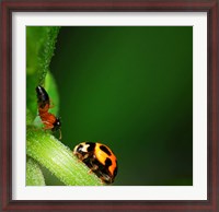 Framed Ladybug and Friend