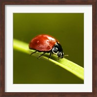 Framed Ladybug On Blade Of Grass