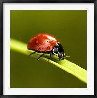 Framed Ladybug On Blade Of Grass