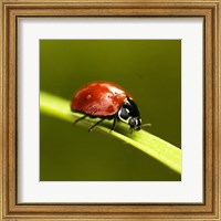 Framed Ladybug On Blade Of Grass