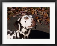 Framed Dalmatian