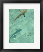 Framed Maldives Blacktip Reef Shark, Carcharhinus Melanopterus