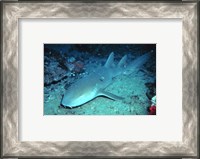 Framed Nurse Shark