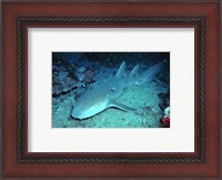 Framed Nurse Shark