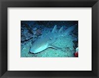 Framed Nurse Shark