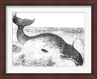 Framed Whalebone Whale