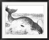 Framed Whalebone Whale