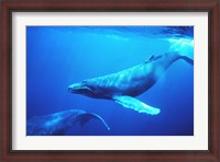 Framed Humpback whales in the singing position