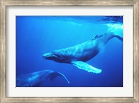 Framed Humpback whales in the singing position