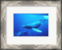 Framed Humpback whales in the singing position