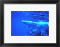 Framed Humpback whale mother and calf