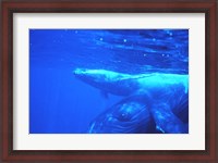 Framed Humpback whale mother and calf