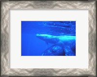 Framed Humpback whale mother and calf