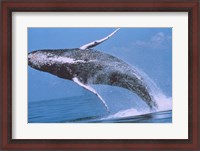 Framed Humpback whale breaching