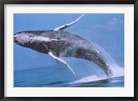 Framed Humpback whale breaching