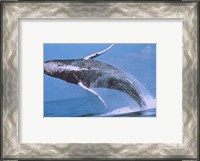 Framed Humpback whale breaching