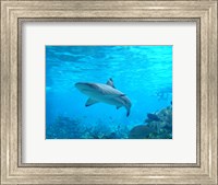 Framed Shark Underwater