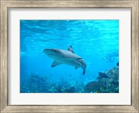 Framed Shark Underwater