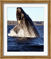 Framed Southern right whale