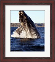 Framed Southern right whale