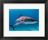Framed Tiger Shark