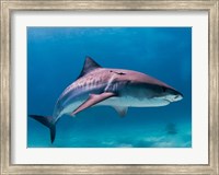 Framed Tiger Shark