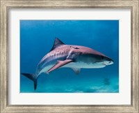 Framed Tiger Shark