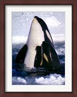 Framed Type C Orcas