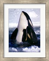 Framed Type C Orcas