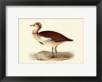 Framed Egyptian Goose