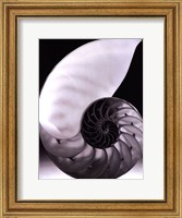 Framed Shell I