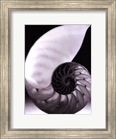 Framed Shell I