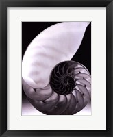 Shell I Framed Print