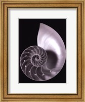 Framed Shell II