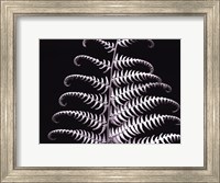 Framed Fern III