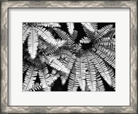 Framed Fern IV