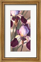 Framed Asian Iris II