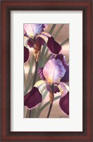 Framed Asian Iris II