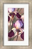 Framed Asian Iris II