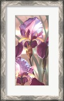 Framed Asian Iris I