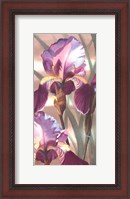 Framed Asian Iris I