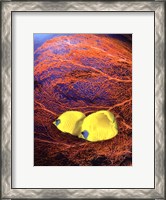 Framed Jeweled Fish II
