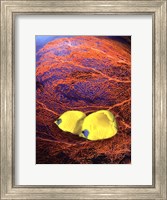 Framed Jeweled Fish II