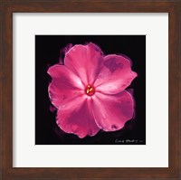 Framed Vibrant Flower III