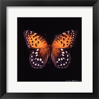 Framed Techno Butterfly IV