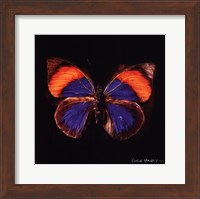 Framed Techno Butterfly III