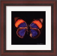 Framed Techno Butterfly III