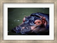 Framed Close-up of a hippopotamus in water (Hippopotamus amphibius)