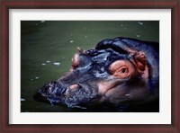 Framed Close-up of a hippopotamus in water (Hippopotamus amphibius)