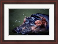 Framed Close-up of a hippopotamus in water (Hippopotamus amphibius)